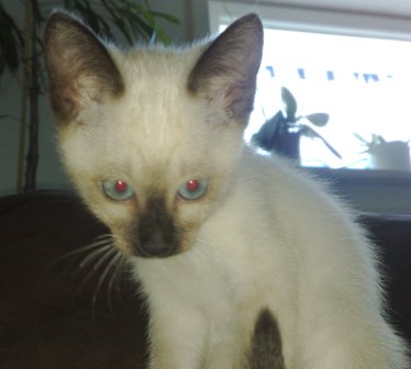 bella_baby.jpg