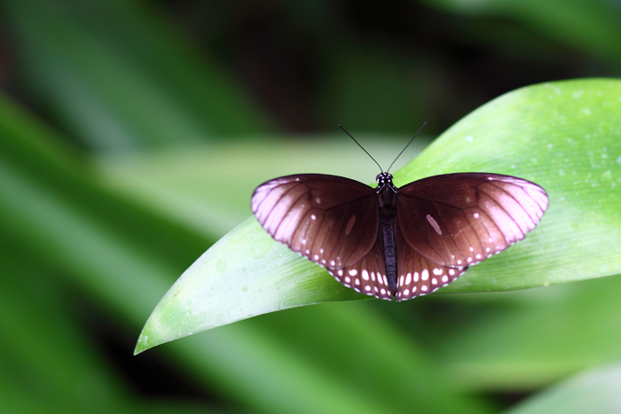 Schmetterling 4.jpg