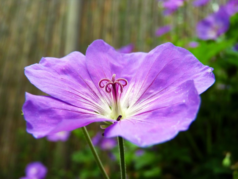Flower.JPG