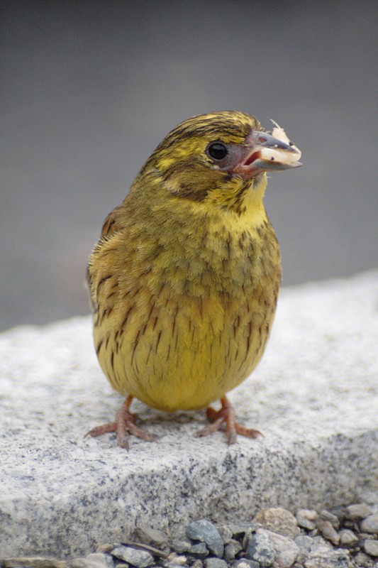 Vogel.JPG