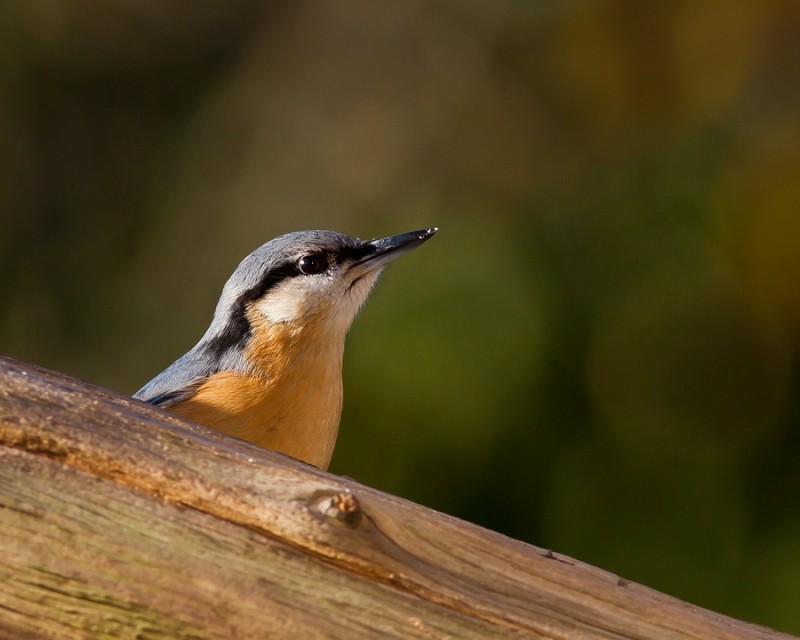 comp1_IMG_2042.jpg