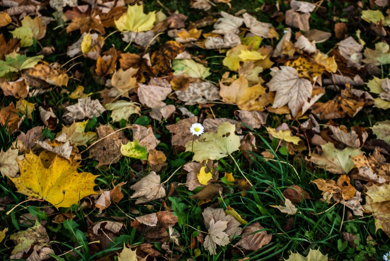 Herbstboden.jpg