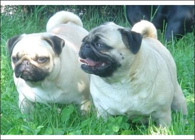 mops.jpg