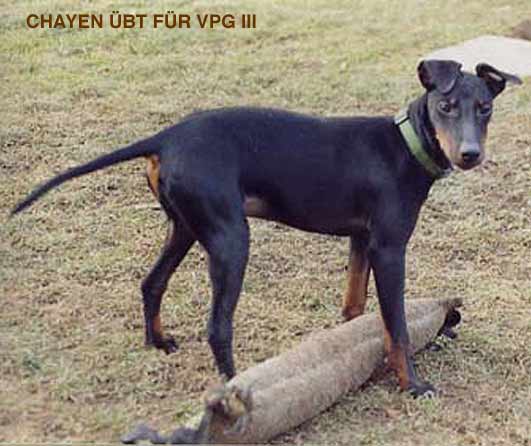 chaygr.jpg