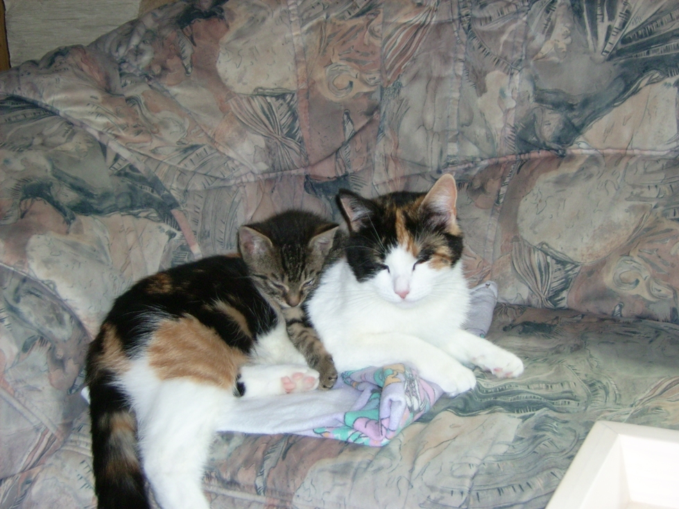 Katzen.JPG