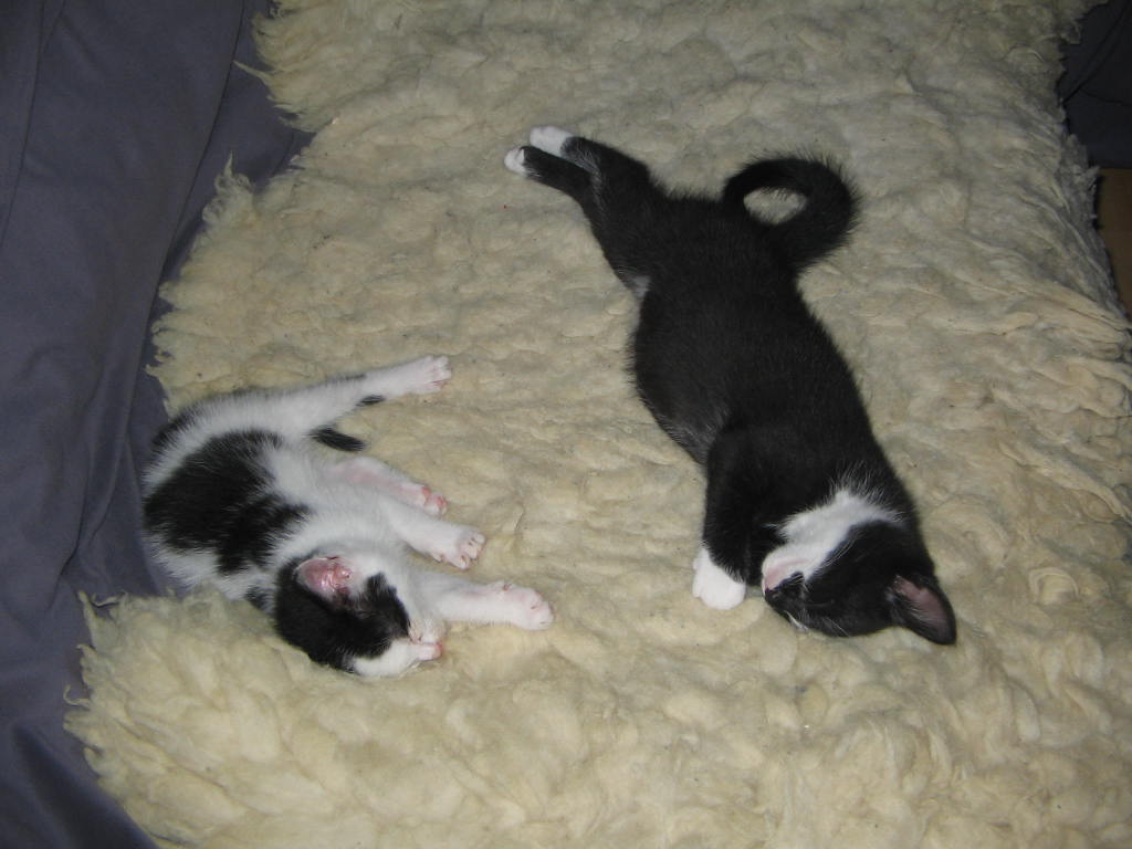 Katzen 003.jpg