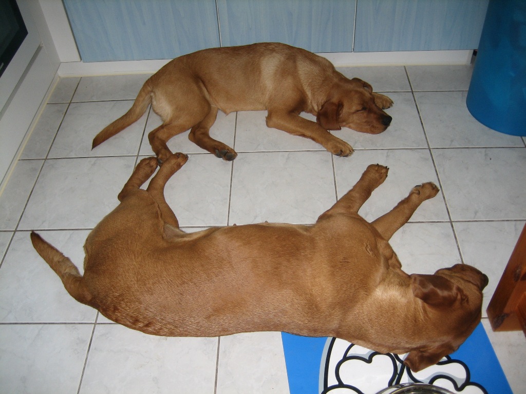Phoebe und Pepper.jpg